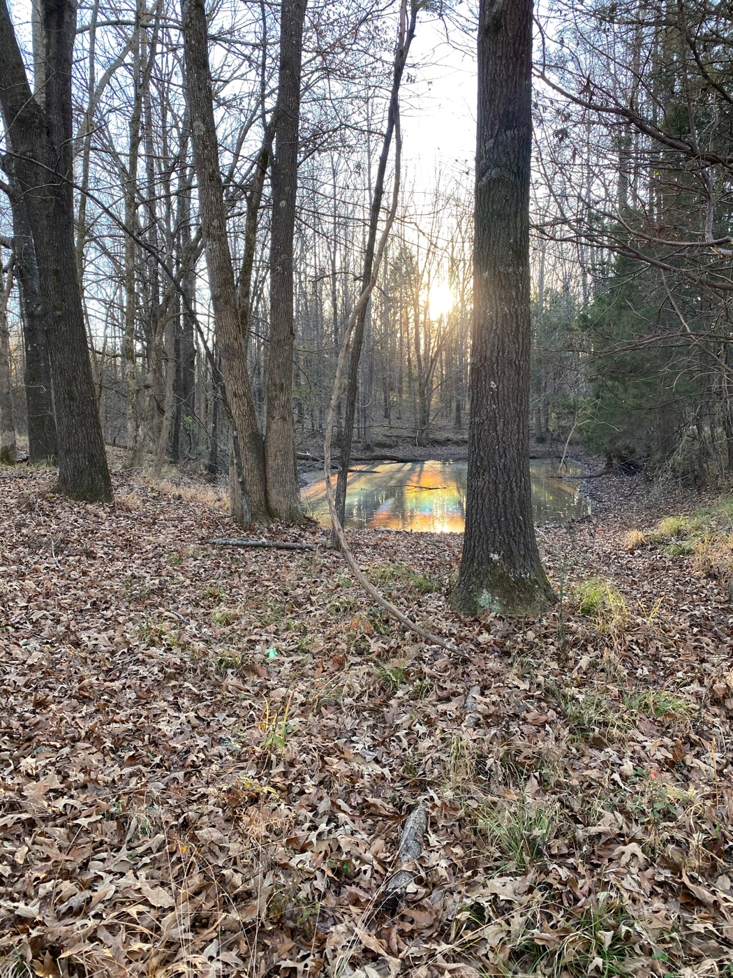 the woods on the way in   quiet, please