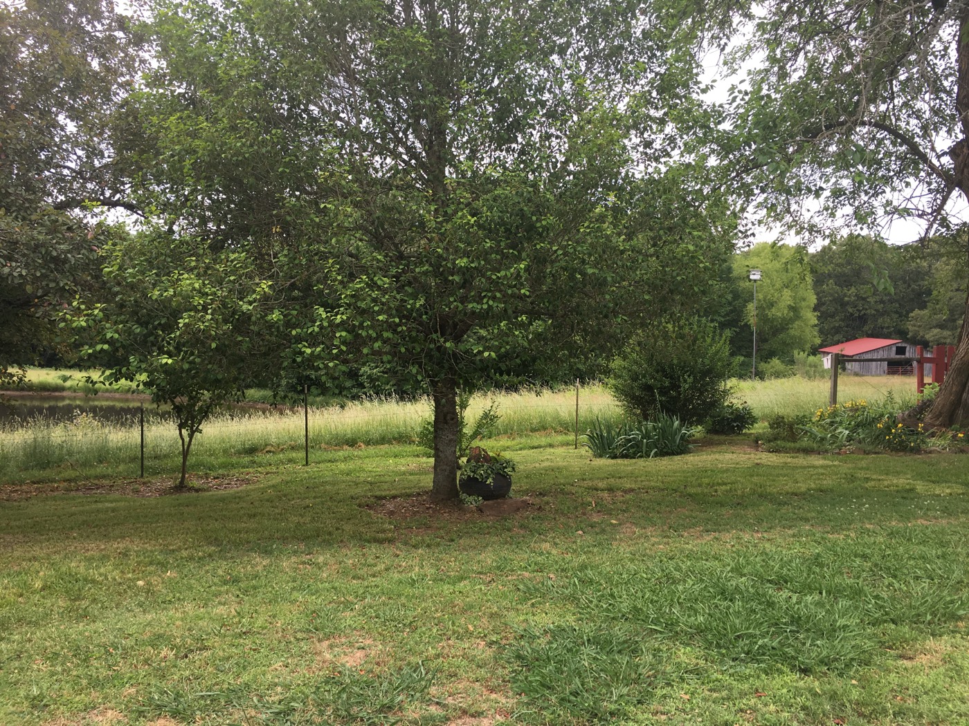 the orchard rows, coming back