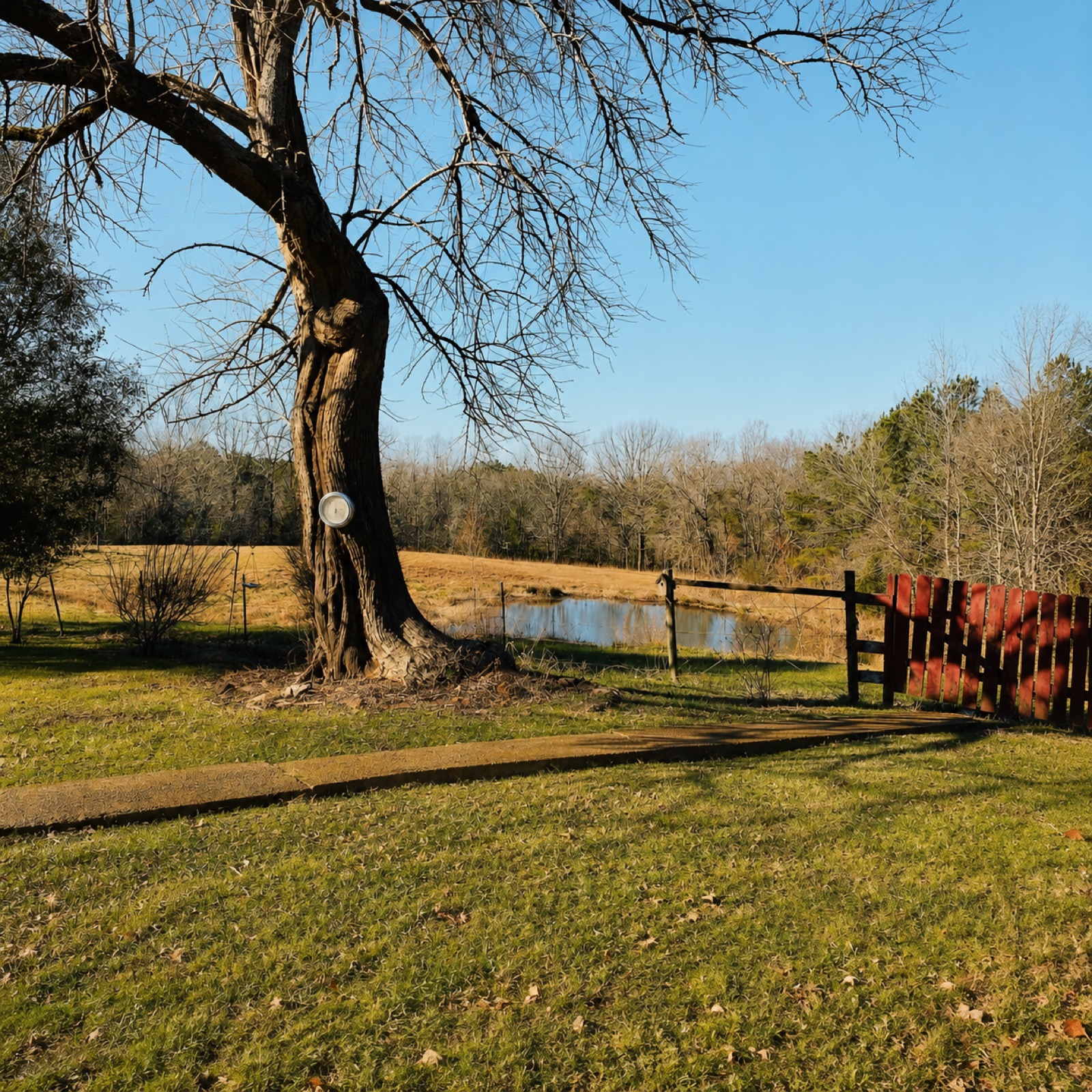the big tree, keeping the pond company   January