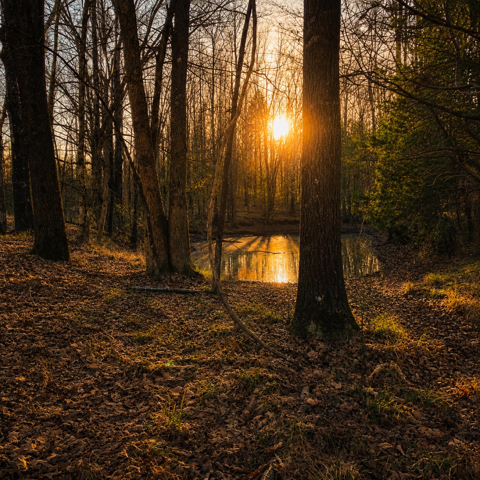 Sunset through the woods at the Lion's Den